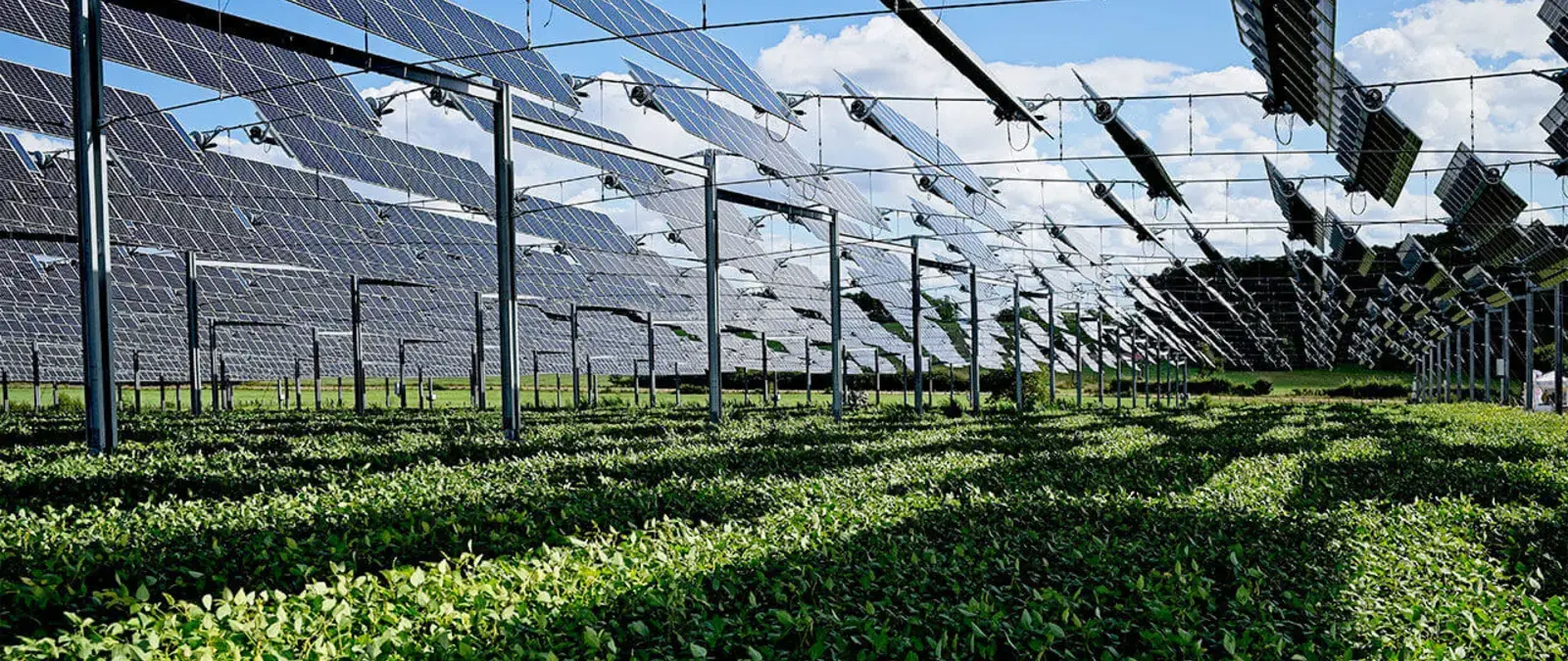 Why Organized Farmland Is the Future of Agriculture in Pakistan